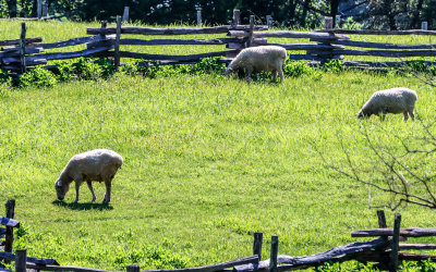 Sheep grazing in a field in Booker T Washington National Monument