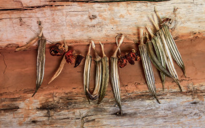 Dried fruit and beans on the wall of the kitchen cabin in Booker T Washington National Monument