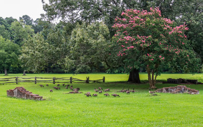 Geese feed at the site of the May-Hartwell House ruins in New Towne at Jamestown in Colonial NHP