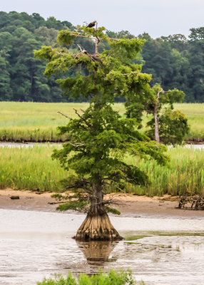 A Bald Cypress tree with an Osprey nest at low tide along the Colonial Parkway in Colonial NHP