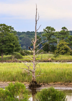 A dead Bald Cypress tree along the Colonial Parkway in Colonial NHP