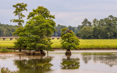 Bald Cypress trees at low tide along the Colonial Parkway in Colonial NHP