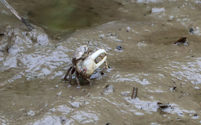 A large crab in the mud along the Colonial Parkway in Colonial NHP