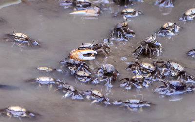Crabs in the shallow water of a marsh along the Colonial Parkway in Colonial NHP