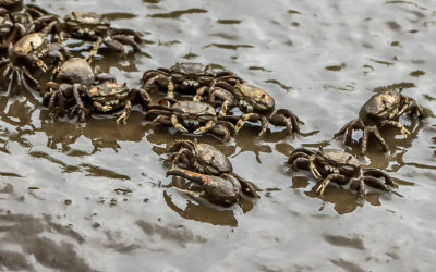 Multiple crabs on a muddy bank along the Colonial Parkway in Colonial NHP
