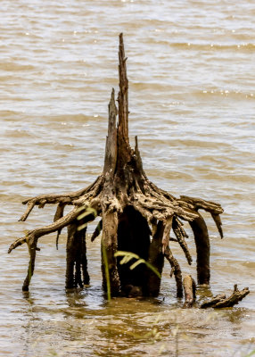 Dead tree stump at low tide along the Colonial Parkway in Colonial NHP