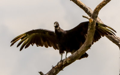 A Vulture spreads its wings along the Colonial Parkway in Colonial NHP