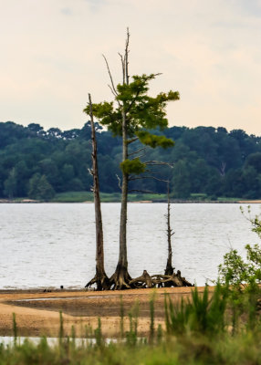 Trees on a beach at low tide as seen from along the Colonial Parkway in Colonial NHP