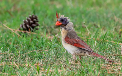A molting Cardinal in the grass along the Colonial Parkway in Colonial NHP