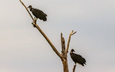 Vultures in a dead tree along the Colonial Parkway in Colonial NHP