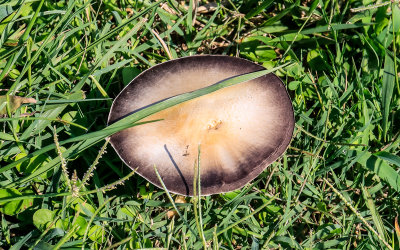 Mushroom growing in a field at Yorktown in Colonial NHP