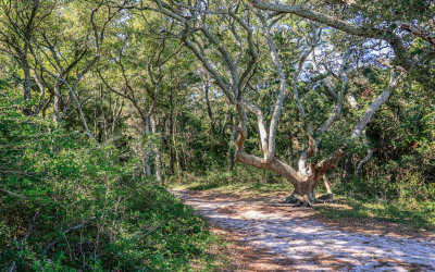 Thick trees and vegetation along a trail in Fort Raleigh NHS