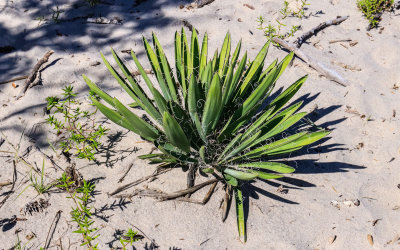 Plant growing in beach sand in Fort Raleigh NHS