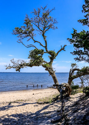 Tree on the beach overlooking the Albemarle Sound in Fort Raleigh NHS