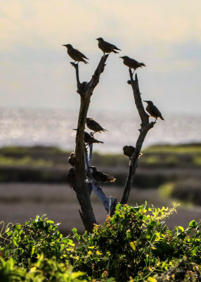 Birds perched on a dead tree overlooking the Pamlico Sound in Pea Island NWR