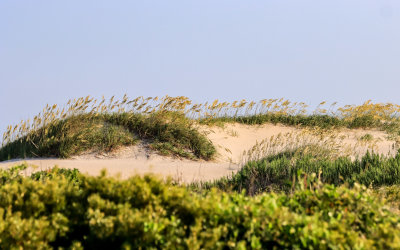 Beach grass on top of a sand dune in Pea Island NWR