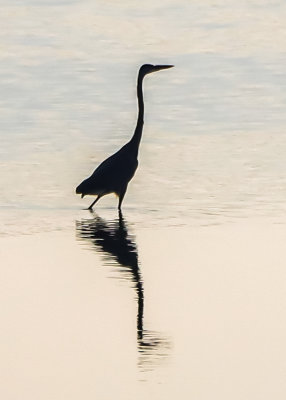 Silhouette of an egret in the waters of a Bodie Island marsh in Cape Hatteras NS