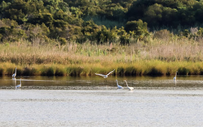 Great white herons in the waters of a Bodie Island marsh in Cape Hatteras NS