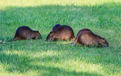 Muskrats foraging for food on the grounds of the Bodie Island Lighthouse in Cape Hatteras NS