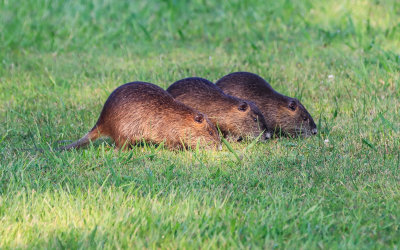 Synchronized muskrat feeding on the grounds of the Bodie Island Lighthouse in Cape Hatteras NS