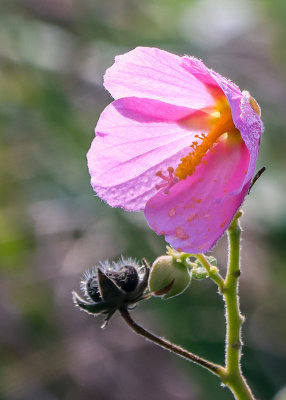 Flower in a Bodie Island marsh lit by the morning sunlight in Cape Hatteras NS