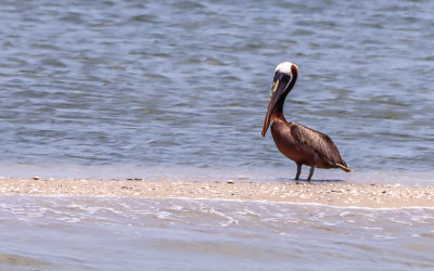 Pelican on a sand bar as seen from the Hatteras-to-Ocracoke vehicle ferry in Cape Hatteras NS