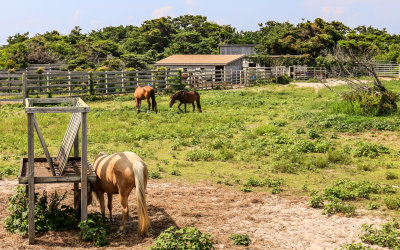 The Pony Pen, descendants of a once wild herd, on Ocracoke Island in Cape Hatteras NS