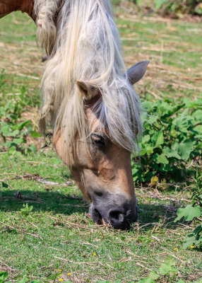 A horse grazes in the Ocracoke Island Pony Pen in Cape Hatteras NS