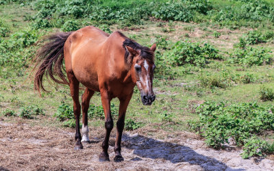 One of the horses in the Ocracoke Island Pony Pen in Cape Hatteras NS