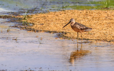 A Sandpiper in a pond on Cape Hatteras Island in Cape Hatteras NS