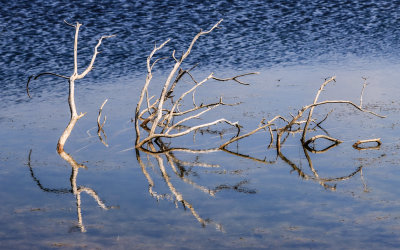 Dead branches reflected in a pond on Cape Hatteras Island in Cape Hatteras NS