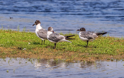 Birds on a sandbar in a pond on Cape Hatteras Island in Cape Hatteras NS