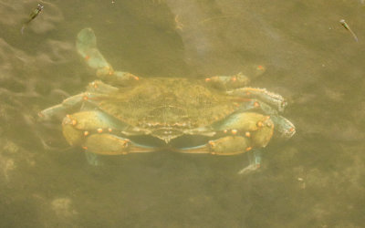 A crab in the waters under a Bodie Island wildlife viewing platform in Cape Hatteras NS