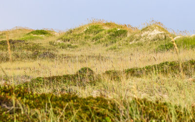 Sand dunes covered with dune grass along the Outer Banks
