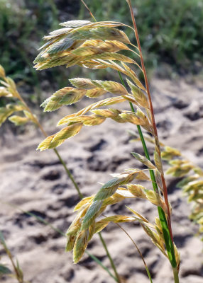 Closeup of beach grass in the Outer Banks