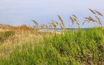 Beach grass on the edge of the Atlantic Ocean along the Outer Banks