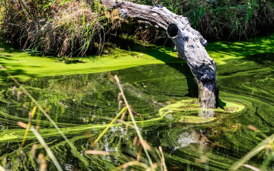 Algae shows the slow flow of water in Alligator River National Wildlife Refuge 