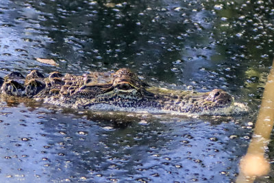 Closeup of an alligator in the swamp in Alligator River National Wildlife Refuge