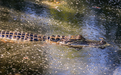 Alligator in the swamp waters of Alligator River National Wildlife Refuge
