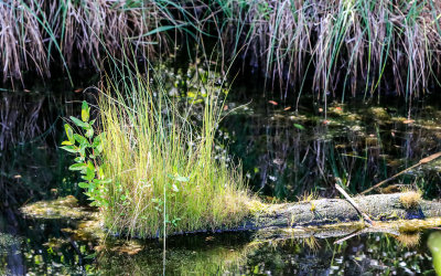 Grasses growing on a log in the swamp in Alligator River National Wildlife Refuge