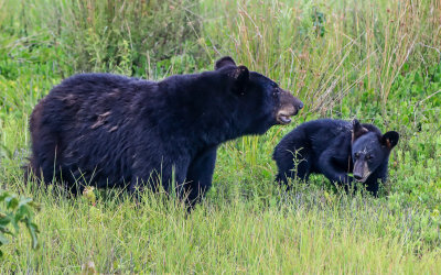 Black bear and her cub in a field in Alligator River National Wildlife Refuge