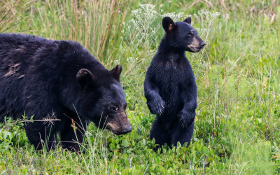 Mother black bear with her cub in Alligator River National Wildlife Refuge