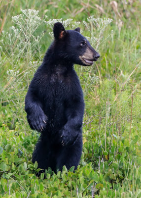 Bear cub stands in a field in Alligator River National Wildlife Refuge