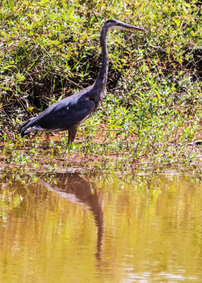 Great blue heron hunting in the water in Alligator River National Wildlife Refuge