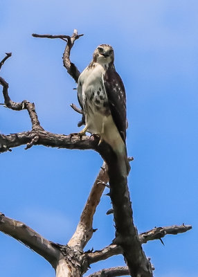 Hawk high up in a tree over Alligator River National Wildlife Refuge