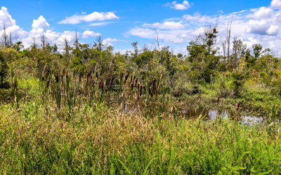Cattails, trees and swamp in Alligator River National Wildlife Refuge