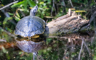Turtle on a log reflected in the waters of Alligator River National Wildlife Refuge