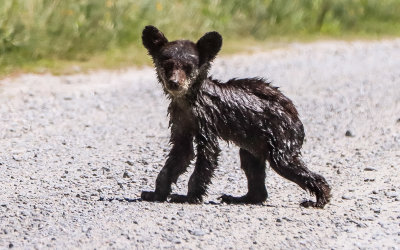 Tiny young black bear cub, wet after coming out of the swamp, in Alligator River National Wildlife Refuge