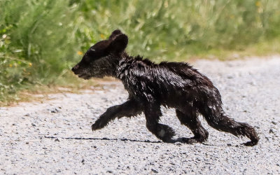 Soaked young black bear cub runs to its mother in Alligator River National Wildlife Refuge