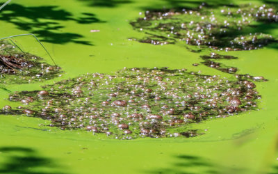 Algae bubbles in the swamp in Alligator River National Wildlife Refuge